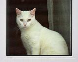 Cat In A Window_52815